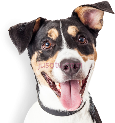 快乐狗,happy dog companion PNG