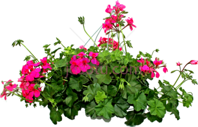 花,plantas sin fondo PNG