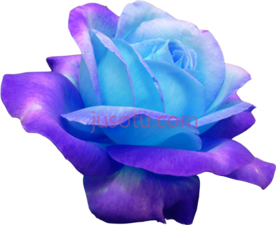 玫瑰蓝色花,rose blue 1 ombre flower PNG