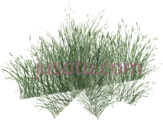 草,植物,植被,草木 PNG