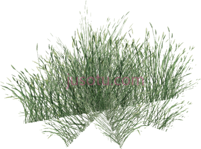 草,long grass PNG