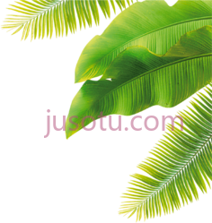 树叶,椰子叶 PNG