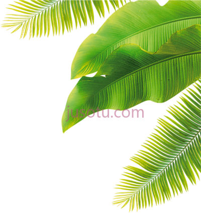 树叶,leaf PNG