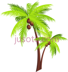 椰子树PNG