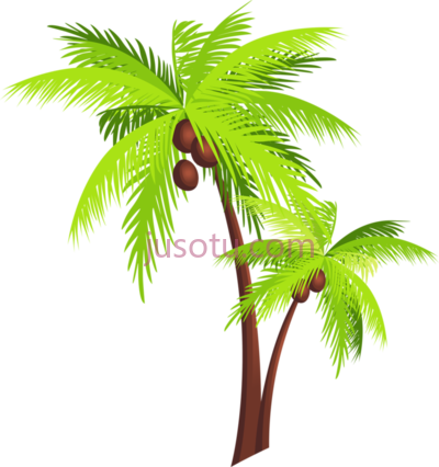 椰子树,coconut tree PNG