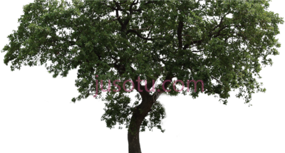 树,arvore fundo PNG