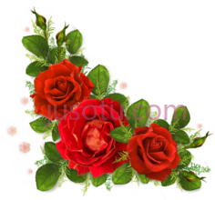 红玫瑰PNG
