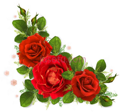 红玫瑰,corner border red roses PNG