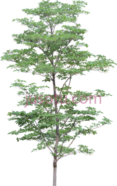树PNG