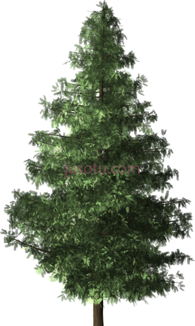 树梢,pohon cemara trees top PNG