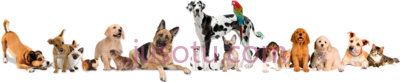 宠物,banner pet shop PNG