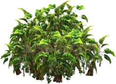 热带植物, PNG