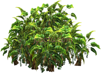 热带植物,icons tropical plants PNG