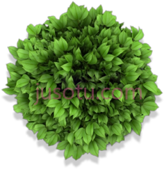 园林植物PNG