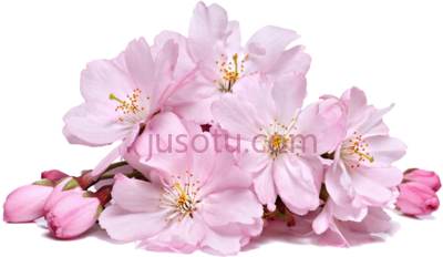 樱花,cherry blossom flower sakura creative transp PNG