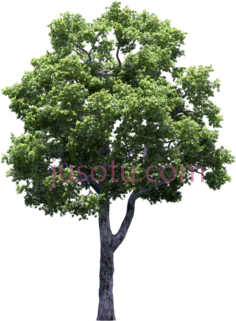 种植果树葡萄藤PNG