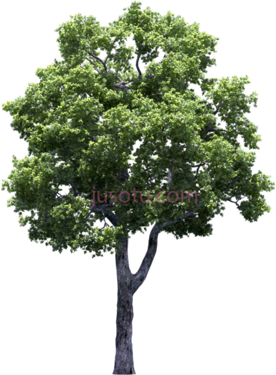 种植果树葡萄藤,growing fruit trees vines and shrubs by PNG