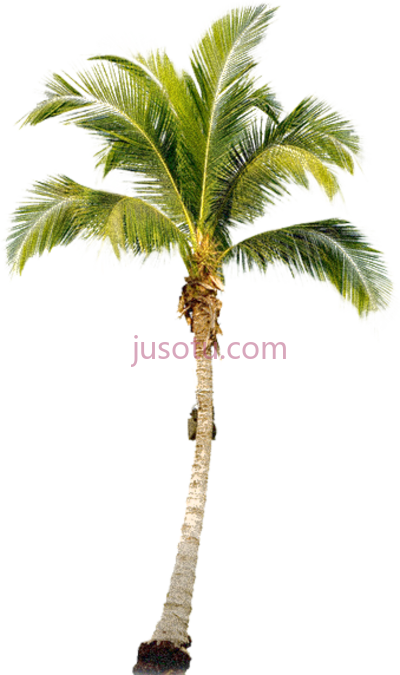 棕榈树,palm trees painting PNG