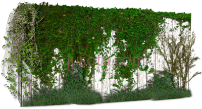 藤蔓,enredadera PNG