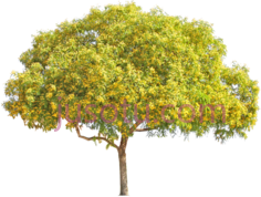 黄花树PNG