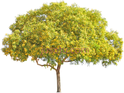 黄花树,yellow flower tree PNG