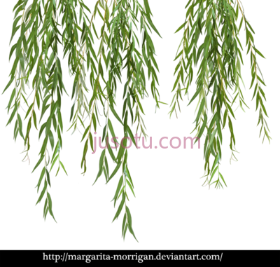 柳枝垂柳,willow tree branch weeping PNG