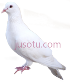 白鸽PNG