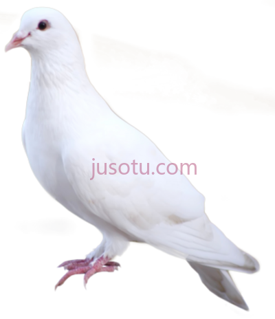 白鸽,white dove standing PNG
