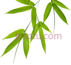 竹叶PNG