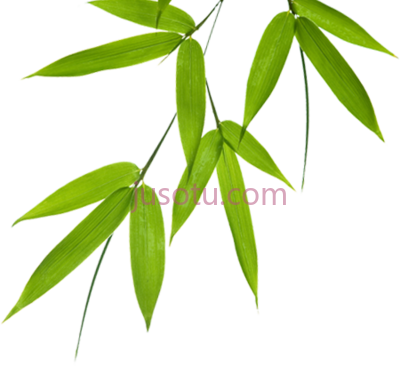 竹叶,bamboo leaves PNG