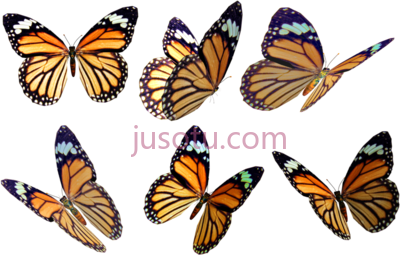 蝴蝶,butterflies PNG