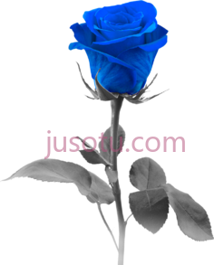 蓝玫瑰PNG