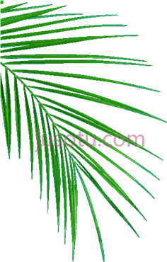 棕榈叶PNG