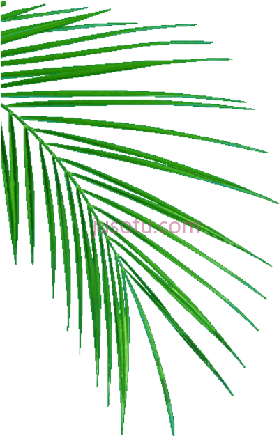棕榈叶,palm leafs oil sampling PNG
