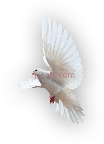 圣灵鸽子,holy spirit dove PNG
