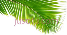 椰子叶PNG