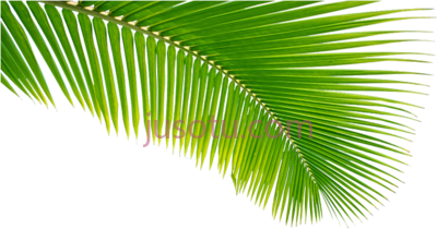 椰子叶,read it coconut leaves PNG