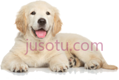 金毛猎犬PNG