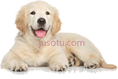 金毛猎犬,golden retriever dog PNG