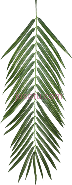棕榈叶, PNG