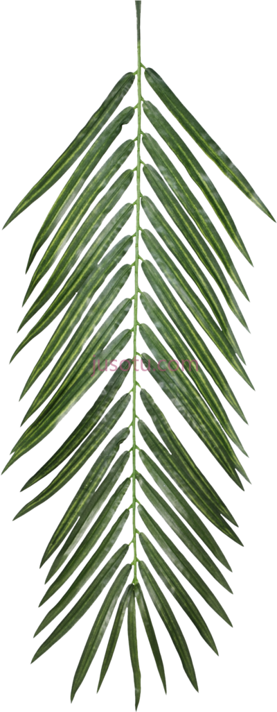 棕榈叶,palm leaves qe PNG