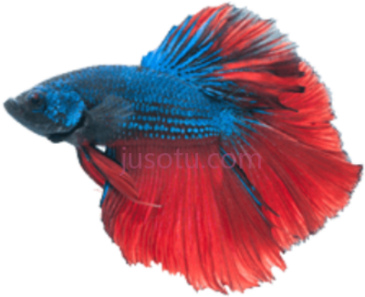 鱼,fish PNG