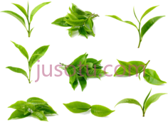 绿茶叶PNG