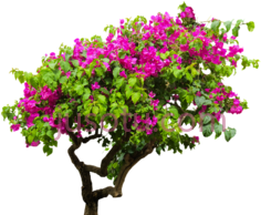 植物灌木,植物,植被,草木 PNG
