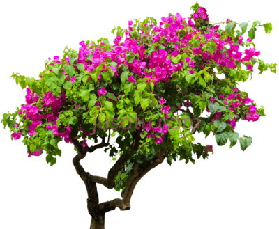 植物灌木,nature tree bougainvillea plant bush sand PNG