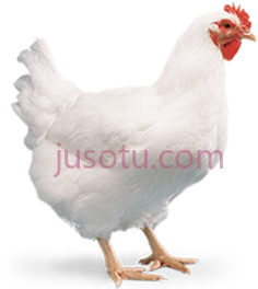 肉鸡,动物 PNG