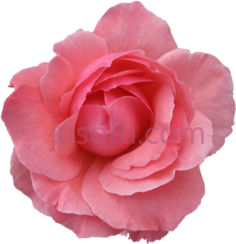 粉红花, PNG