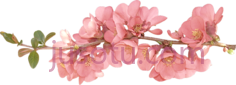 春花, PNG