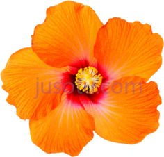 热带橙色花PNG