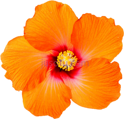 热带橙色花,tropical orange hibiscus PNG